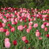 Photo: Pink and red tulips