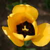 Photo: Yellow tulip