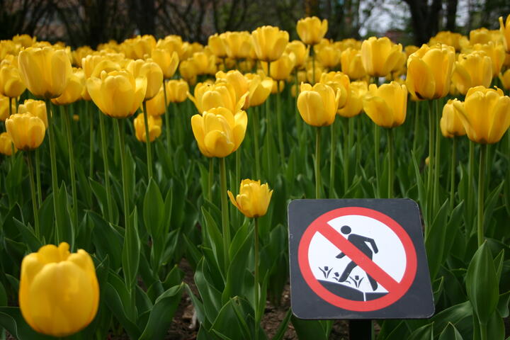 Do not squash the tulips