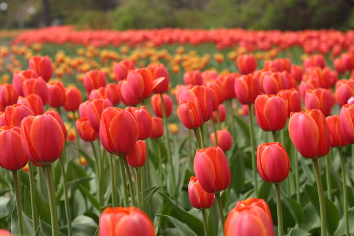 Canadian Tulip Festival