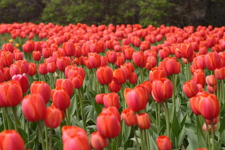 Photo: Red tulips