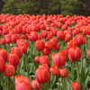 Photo: Red tulips