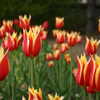 Photo: Red/yellow tulips