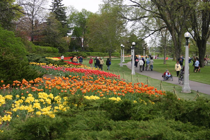 Canadian Tulip Festival