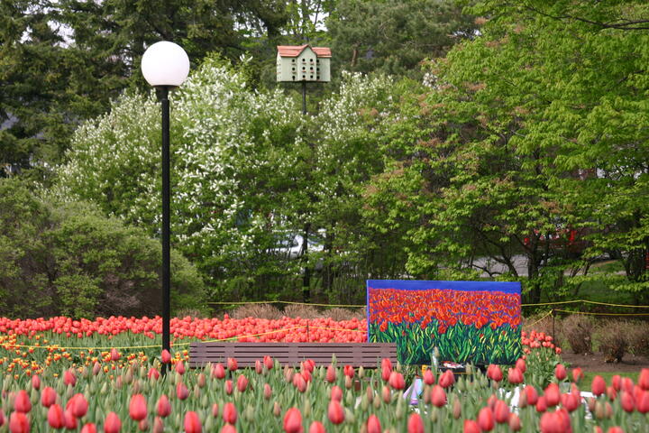 Canadian Tulip Festival