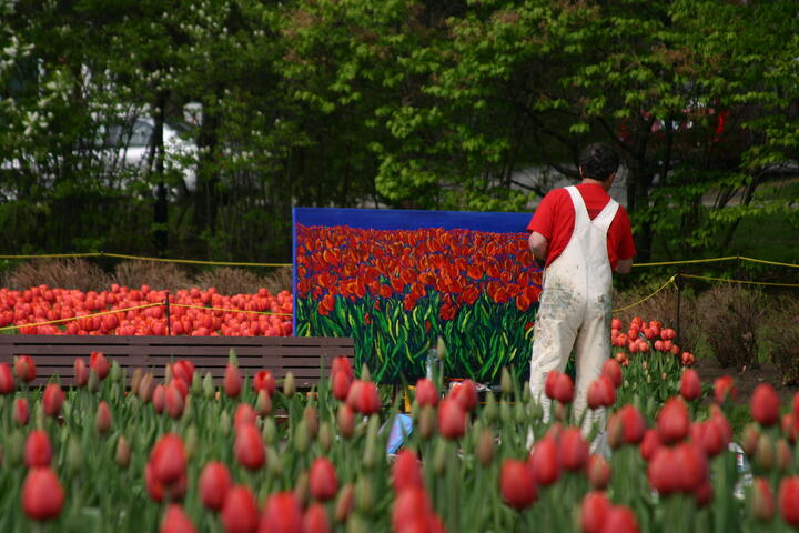 Canadian Tulip Festival