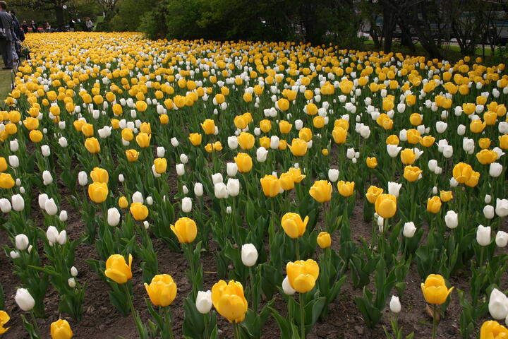 Canadian Tulip Festival