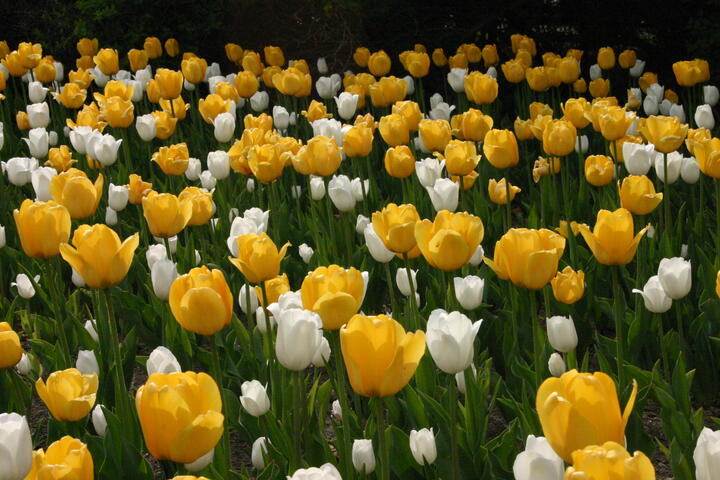 Yellow and white tulips