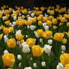 Photo: Yellow and white tulips