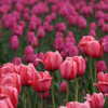 Photo: Canadian Tulip Festival