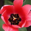 Photo: Pink tulip