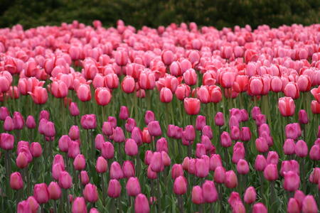 Photo: Pink and purple tulips