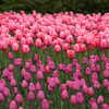 Photo: Pink and purple tulips