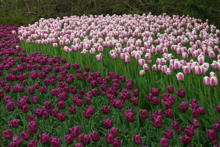White/pink and purple tulips