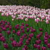 Photo: White/pink and purple tulips