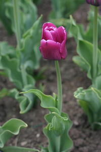 Photo: Purple tulip