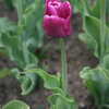 Photo: Purple tulip