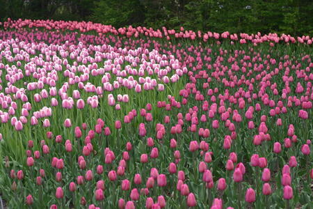 Photo: Shades of pink tulips