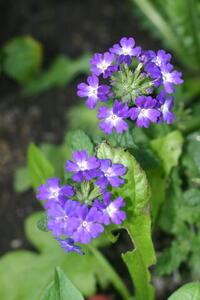 Photo: Purple flowers