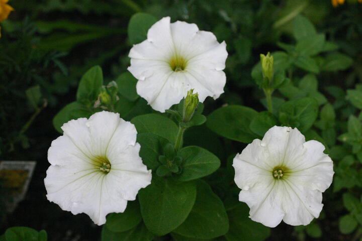 White petunias