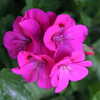 Photo: Martha Washington geranium