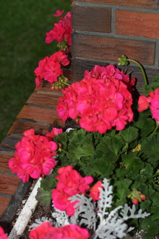 Pink geraniums with dusty miller