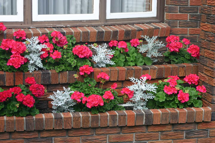 Pink geraniums with dusty miller
