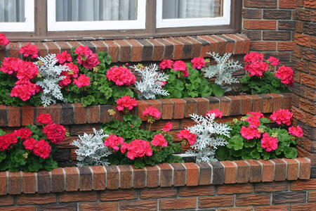 Photo: Pink geraniums with dusty miller