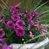 Photo: Petunias and spikes