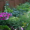 Photo: Back yard garden