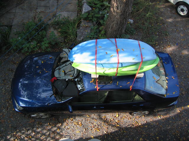 Yaks strapped to car