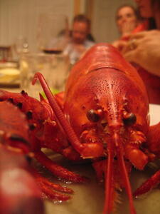 Photo: Lobster