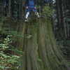 Photo: Massive tree stump