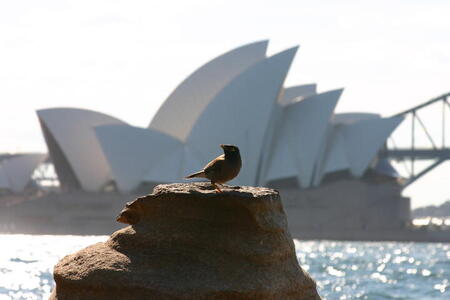 Photo: Sydney Opera House