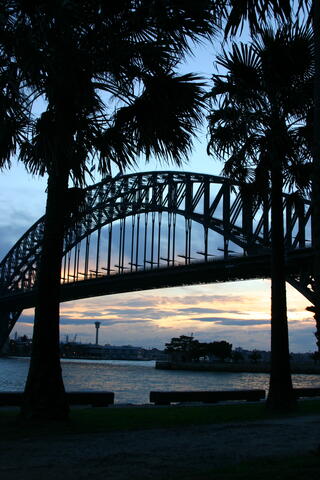 Harbour Bridge and palm trees