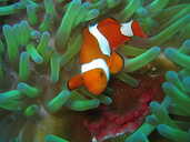 Clown fish, Great Barrier Reef, Australia, Oct 2005