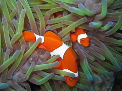 Photo: Great Barrier Reef