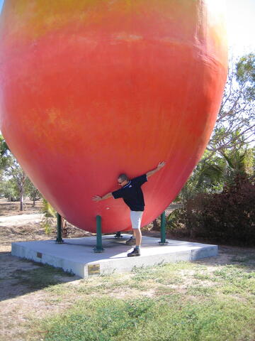 Giant Mango
