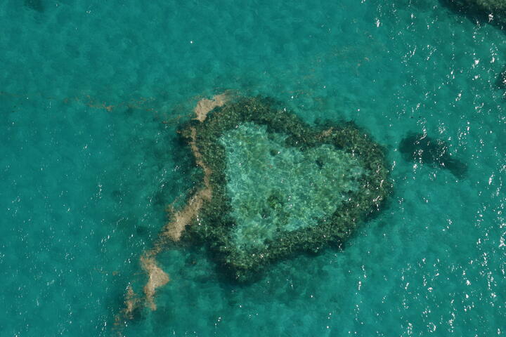 Heart shaped reef