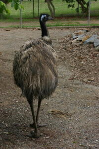 Photo: Emu