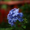Photo: Blue flowers