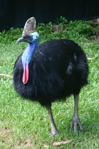 Aussie bird