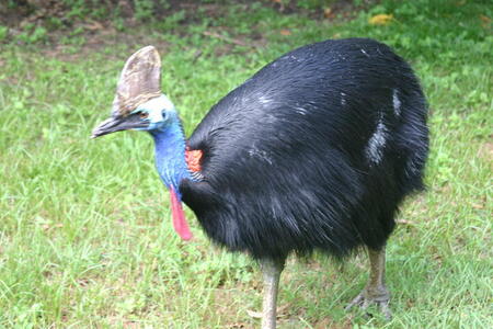 australian lingo bird