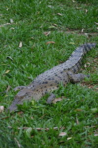 Photo: Crocodile