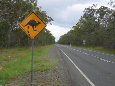 Photo: Roo droppings ahead