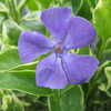 Previous: Purple flower