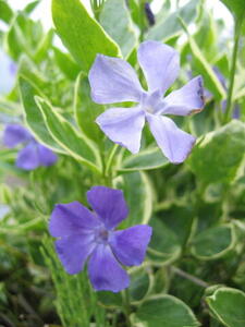Photo: Purple flowers