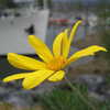 Photo: Yellow flower