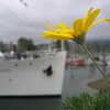 Photo: Yellow flower