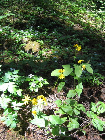 Wildflowers